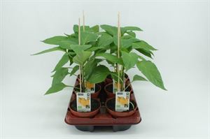 Afbeelding van Paprika Geel (12cm pot)